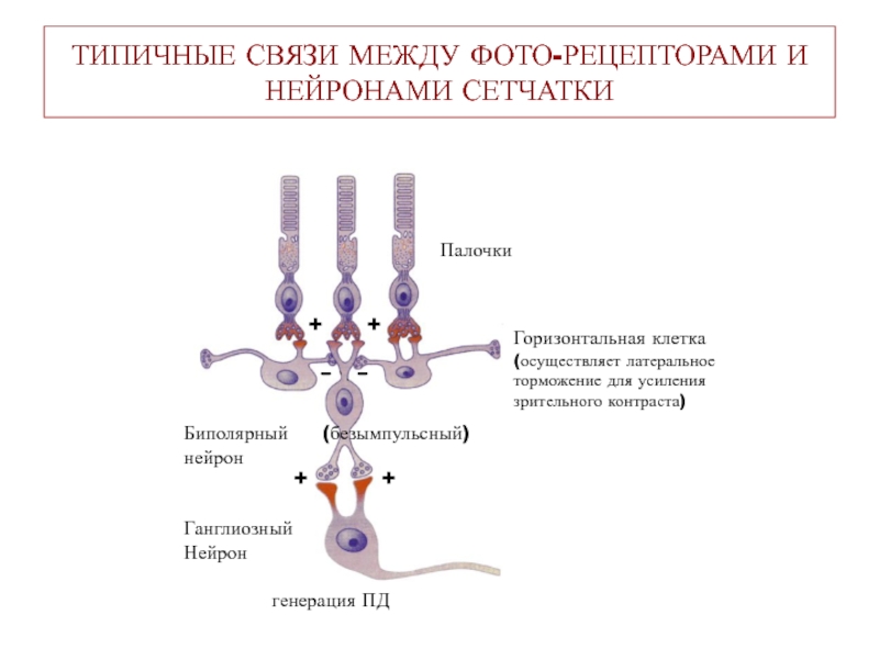 Горизонтальные клетки. Латеральное торможение в сетчатке. Биполярные, горизонтальные и амакриновые Нейроны. Горизонтальные Нейроны сетчатки. Горизонтальные клетки сетчатки.