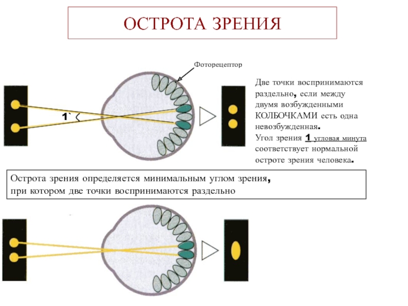 Две точки зрения. Нормальная острота зрения. Острота зрения 1. Острота зрения 0. Острота зрения 0.01 что это.