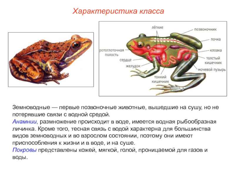 Какая схема верно отражает место земноводных среди других позвоночных животных