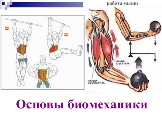 Основы биомеханики