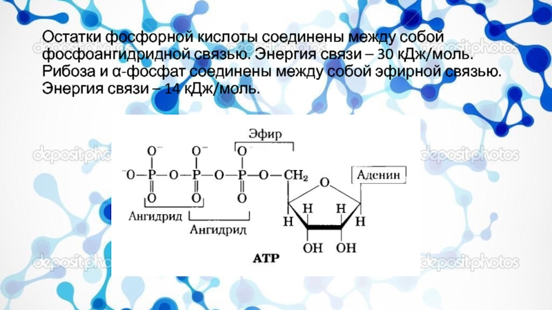 Богатые энергией связи между остатками фосфорной. Рибоза фосфорная кислота. Остатки фосфорной кислоты. Связь между остатками фосфорной кислоты. Рибоза и остаток фосфорной кислоты соединены между собой связями.