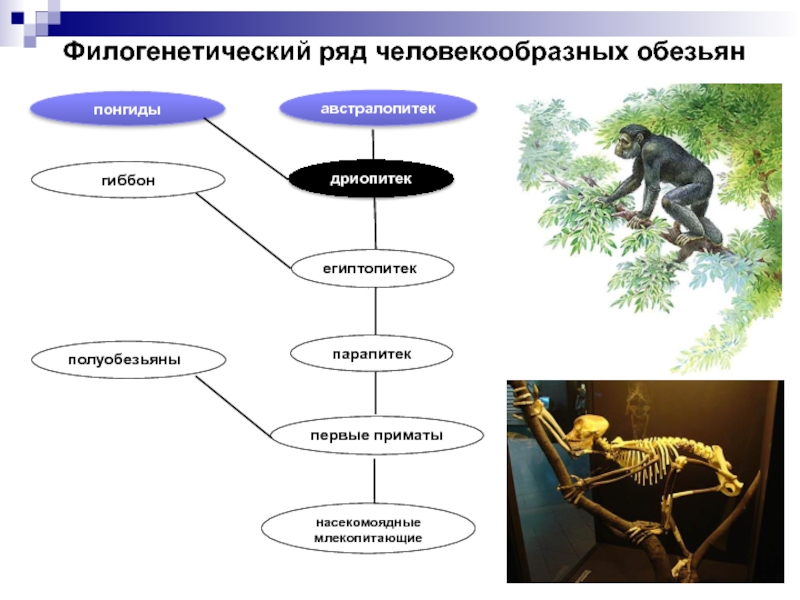 Достижения в эволюции животных. Дерево показывающее эволюцию существ. Примеры эволюции животных от предков. Животное и их предок схема.