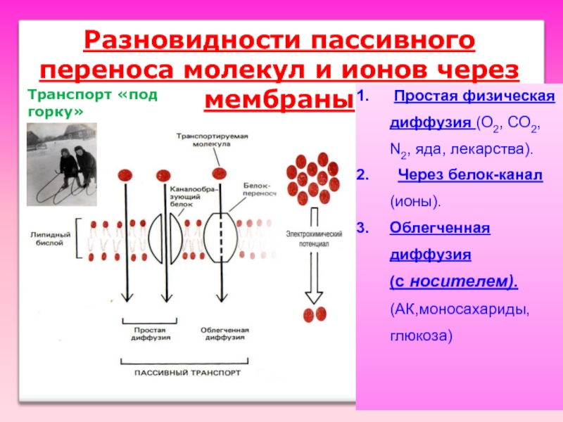 Виды пассивного. Транспорт ионов и молекул через мембрану. Перенос ионов через мембрану. Перенос молекул через мембраны. Пассивный и активный транспорт ионов.