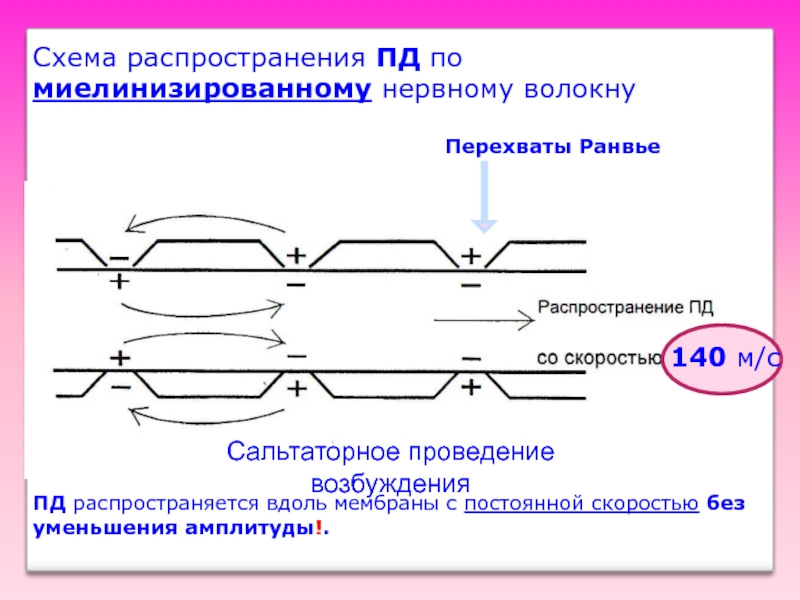 Проведение распространение. Схема распространения возбуждения по нервному волокну. Схема потенциала действия нервного волокна. Проведение потенциала действия по нервным волокнам. Сальтаторный механизм проведения импульса.