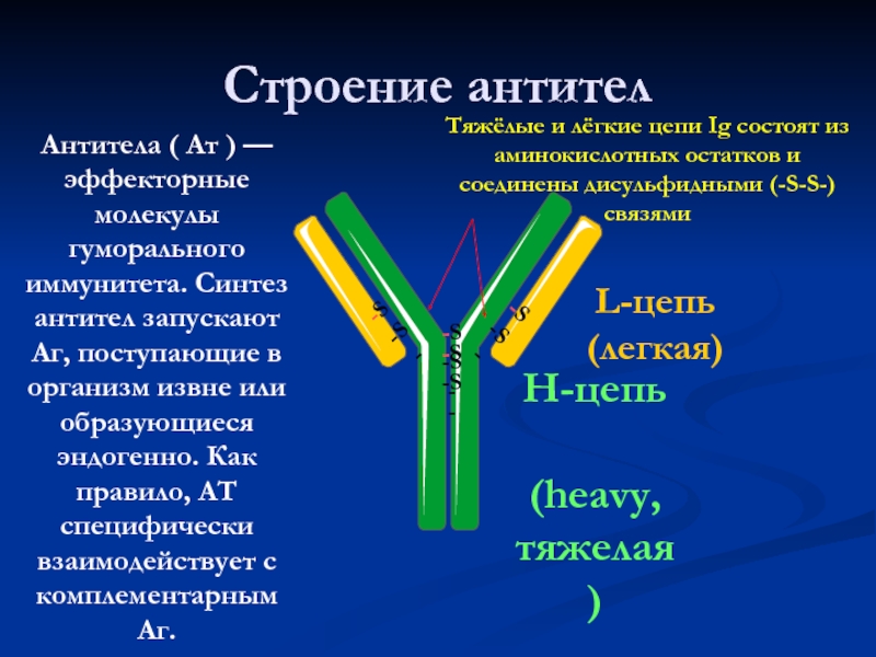 Антитела содержат. Строение антитела иммунология. Строение и разновидности антител. Строение и Синтез антител. ТАНТИТ.