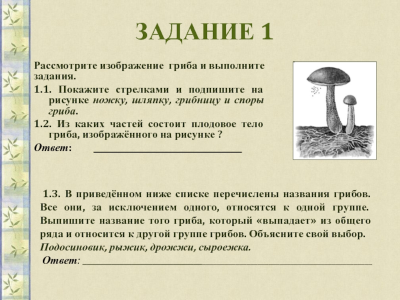 Настя рассмотрела картинки которые даны в упражнении 1 и написала это грибы растут