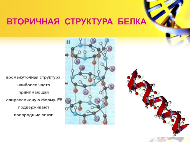 Вторичная структура белка фото