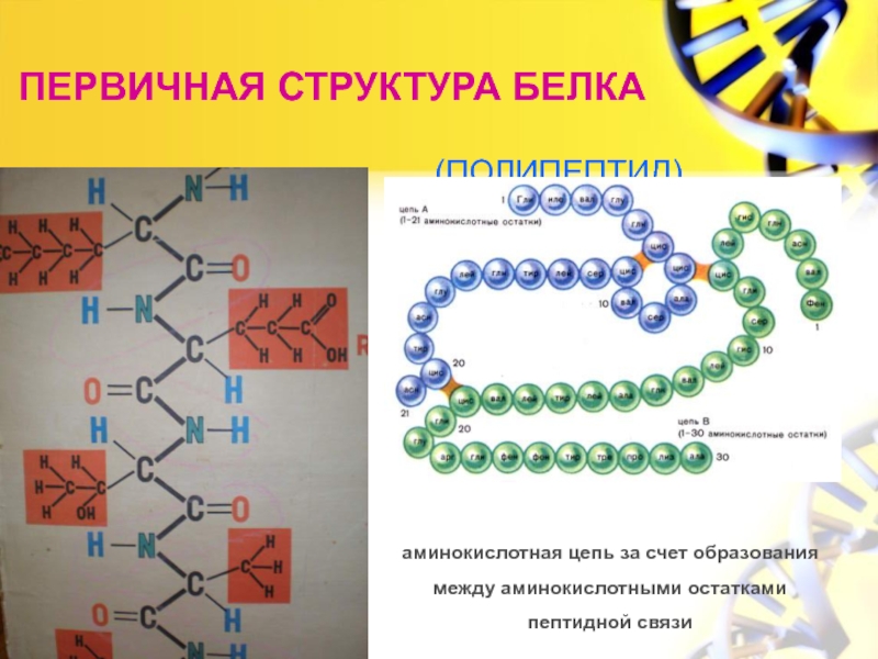 Связи в белковой молекуле