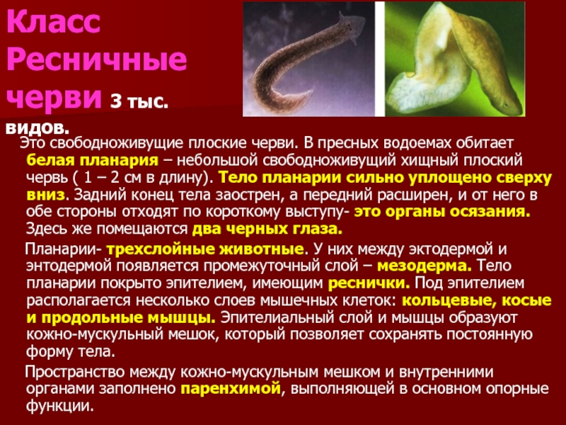 Сообщение о червях