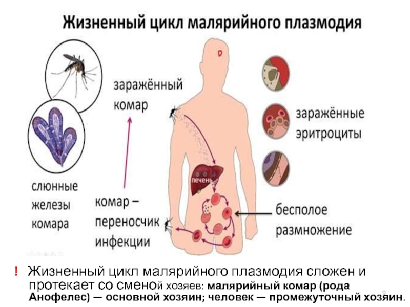 Малярийный плазмодий в кишечнике