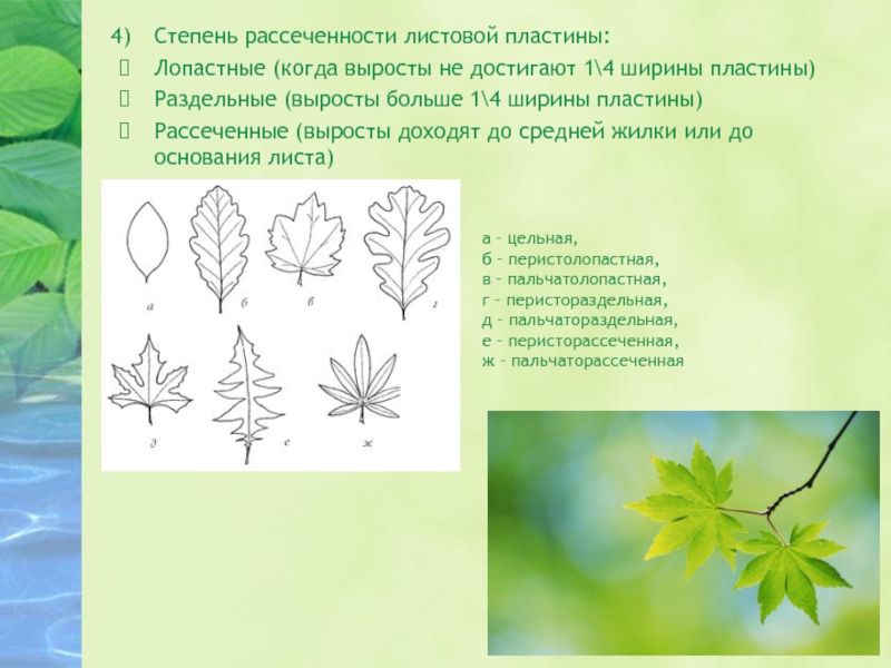 Форма листовой пластинки у березы