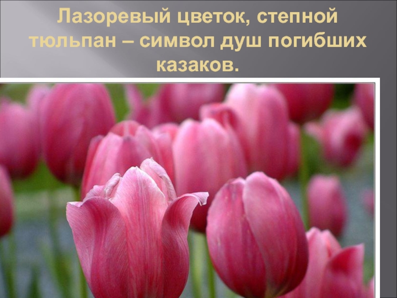 Тюльпаны это символ. Тюльпан символ. Тюльпан символ чего. Степной тюльпан Лазоревый цветок. Лазоревый цвет.