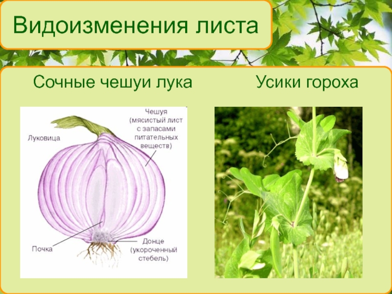 Видоизменение листьев проект