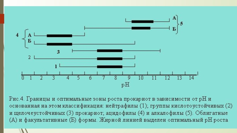 Оптимальный s. Влияние PH на рост микроорганизмов. Классификация микроорганизмов по отношению к кислотности среды. Влияние PH на бактерии. Влияние РН среды на микроорганизмы.