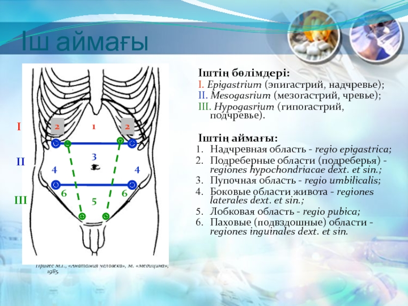 Mesogastrium