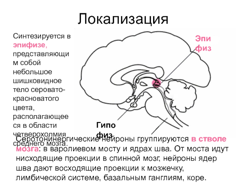 Эпифиз на рисунке