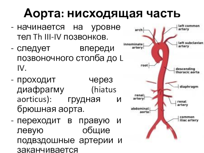 Ишемия латынь. Аорта дуга аорты анатомия. Грудная аорта париетальные ветви анатомия. Грудной отдел аорты схема. Ветви брюшной аорты анатомия.