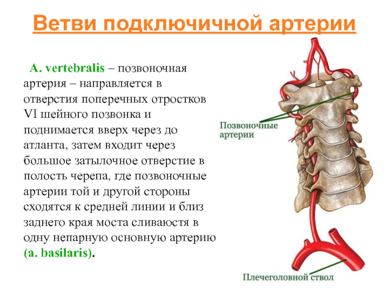 Позвоночные артерии картинки