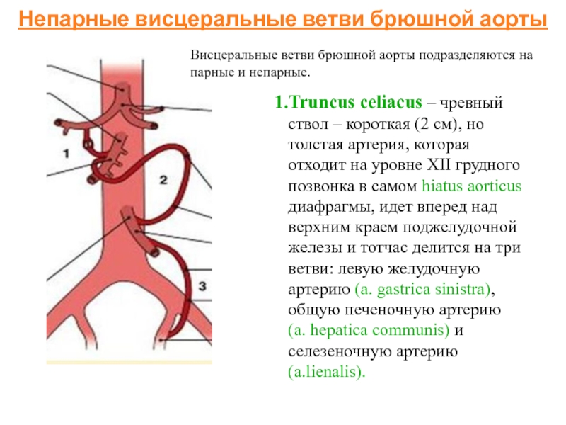 Брюшная аорта и ее ветви