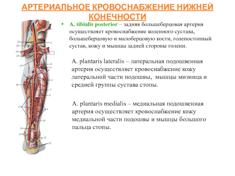 Какую функцию выполняет артерия в процессе кровообращения. Задняя большеберцовая артерия кт. Задняя большеберцовая артерия кровоснабжает группы мышц. Артерии задней большеберцовой артерии. Вены и артерии нижних конечностей схема.