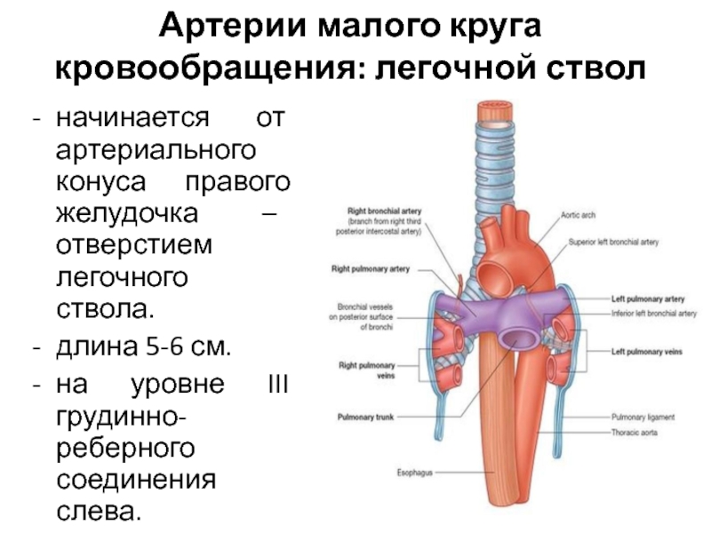 Легочный ствол картинка