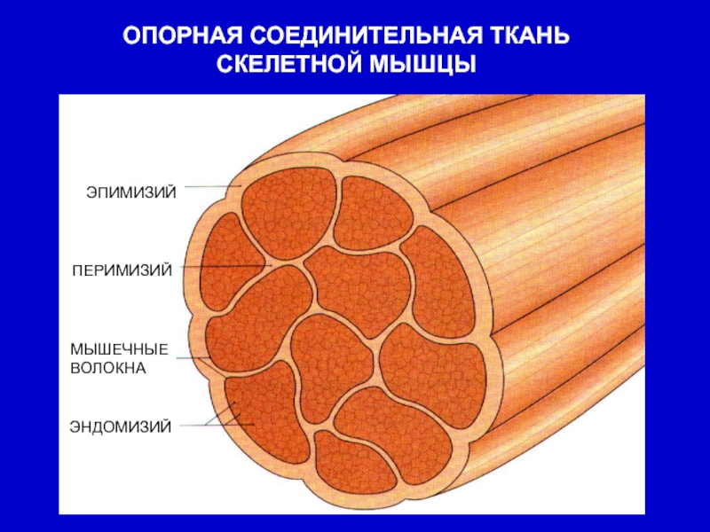 Мышечные волокна рисунок