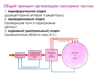 Принцип организации сенсорных систем