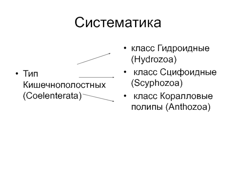 Систематический тип. Тип Кишечнополостные систематика. Классификация кишечнополостных схема. Класс Гидроидные систематика. Систематика кишечнополостных 7 класс схема.