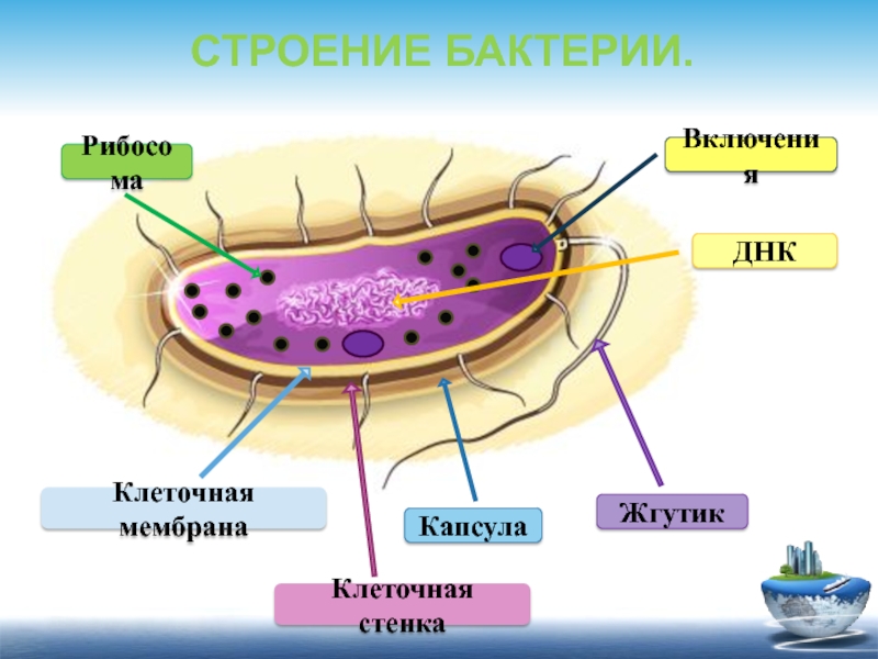 Клетка бактерий рибосомы. Строение бактериальной клетки, основные структурные элементы. Бифидобактерии строение клетки. Строение бактериальной клетки 5. Строение клетки бактри.