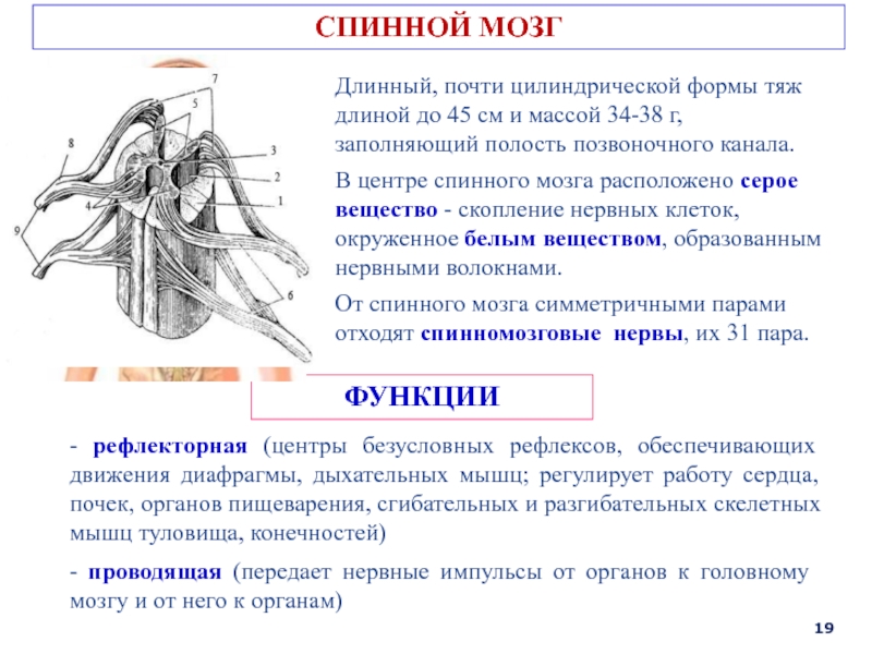 Отделы спинного мозга рисунок