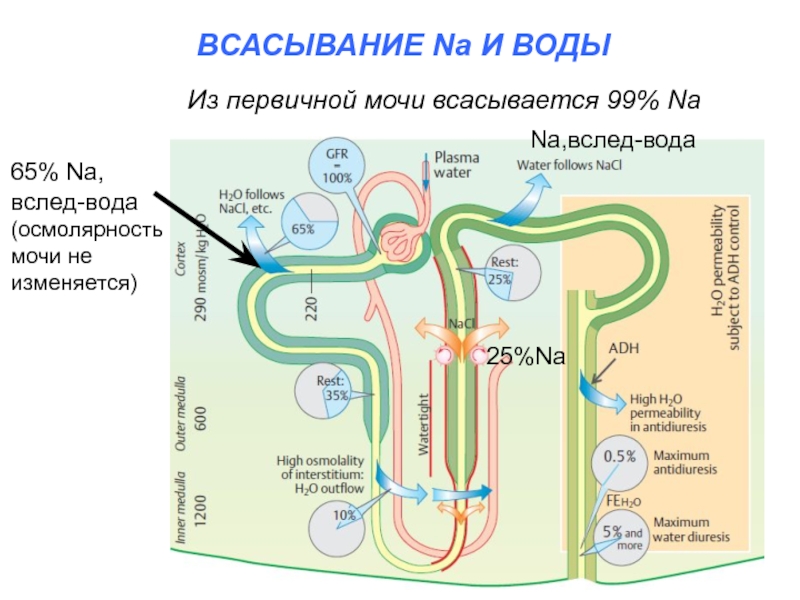 Первичная моча фото