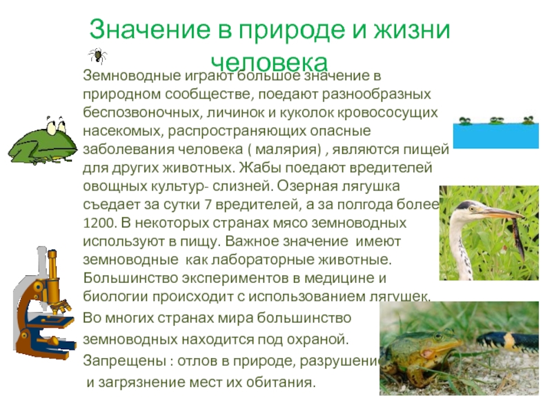 Какое значение земноводных в жизни человека. Значение земноводных в природе и жизни человека. Значение земноводных в природе и для человека. Значение земноводных для человека. Значение земноводных в природе и жизни.