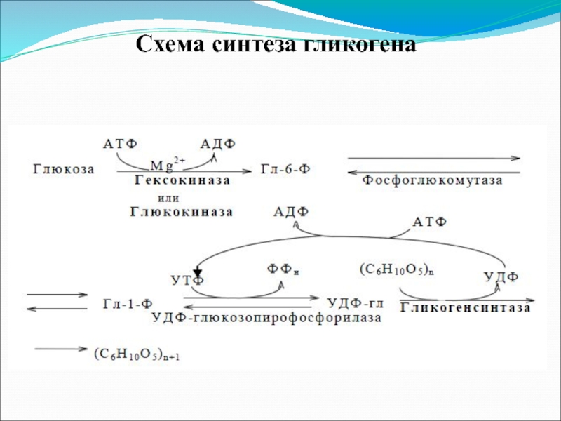 Схема синтеза гликогена биохимия