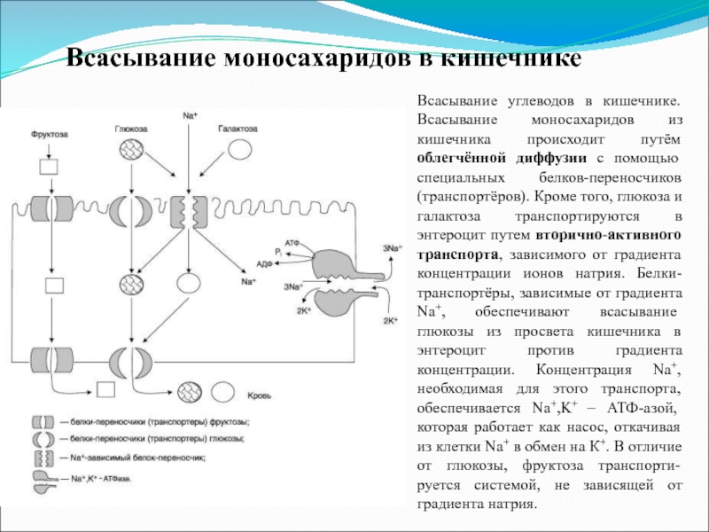 На рисунке изображена схема объясняющая механизм поддержания концентрации глюкозы