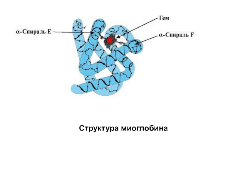 3 рисунок 2 3 структура. Миоглобин структура белка. Строение белка миоглобин. Третичная структура миоглобина. Строение миоглобина биохимия.