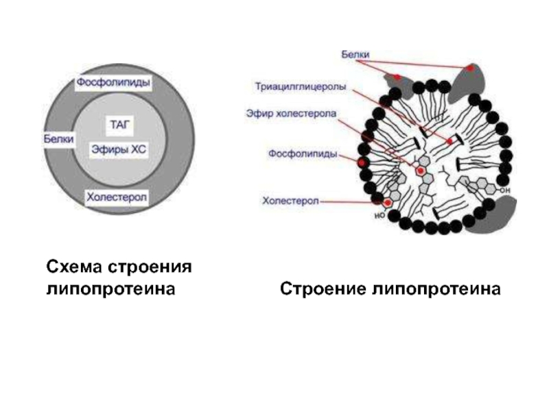 Схема строения липопротеинов