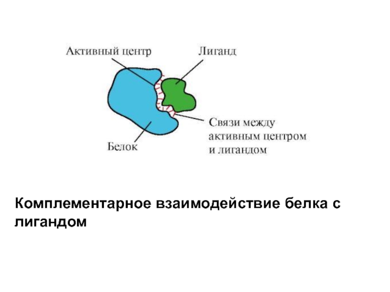 Центры белков. Структура активного центра белка. Комплементарность структуры центра связывания белка и лиганда. Белок лигандные и белок белковые взаимодействия. Активный центр белка и лиганды.