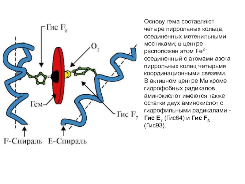 Центры белков. Активные центры белковых молекул связи между лигандом и белком. Активный центр белка и его взаимодействие с лигандом. Активный центр белков. Строение активного центра белка.