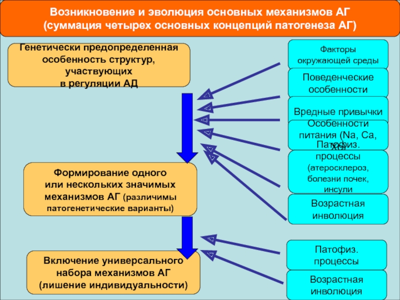 Сочетание процессов эволюции и инволюции. Механизмы возрастной инволюции.