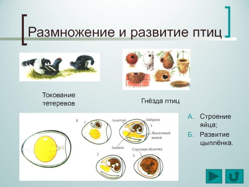 Размножение птиц презентация 7 класс. Размножение и развитие птиц. Развитие яйца у птиц. Класс птицы размножение и развитие. Развитие птиц схема.