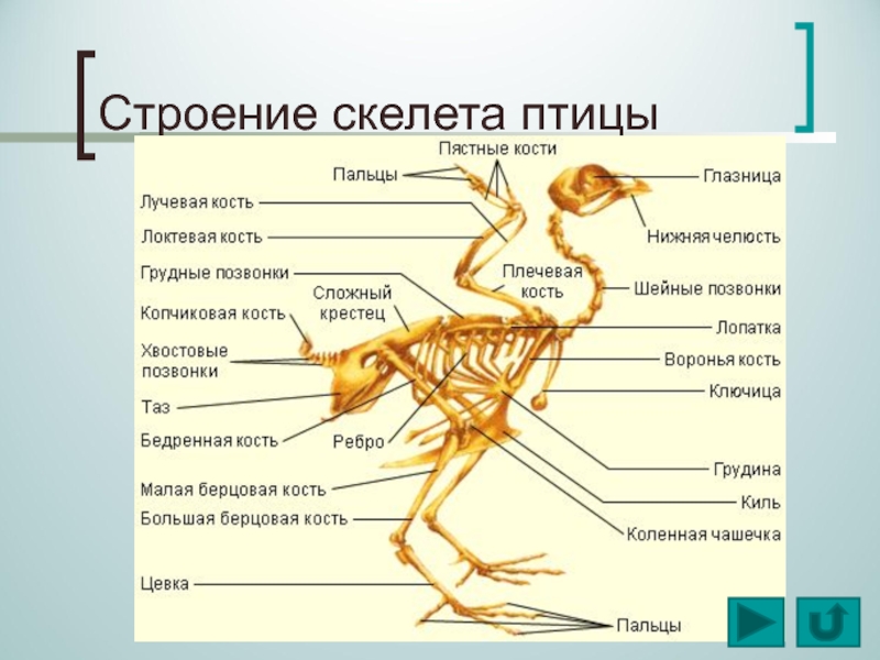 Основные отделы скелета птицы