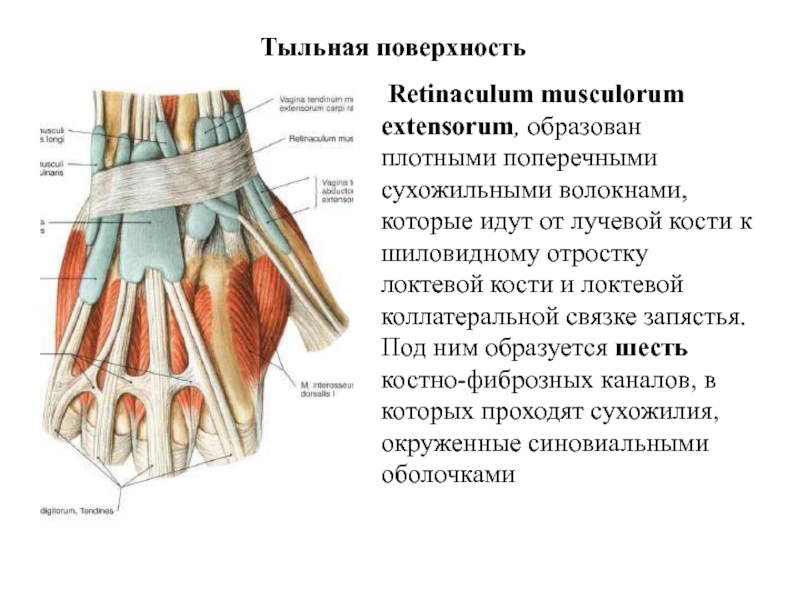 Vagina Tendinum Musculorum