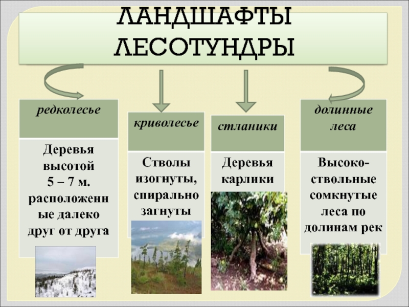 Лесотундра таблица 8 класс. Почвы и их свойства лесотундры. Природные ресурсы лесотундры. Взаимосвязь компонентов природы на территории лесотундры. Природные ресурсы тундры и лесотундры.