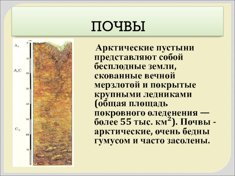 Арктические почвы. Почвенный профиль арктических пустынь. Арктические пустыни России типы почв. Арктические пустыни Тип почвы. Тип почв в арктических пустынях.