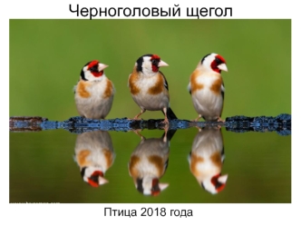 Черноголовый щегол. Птица 2018 года