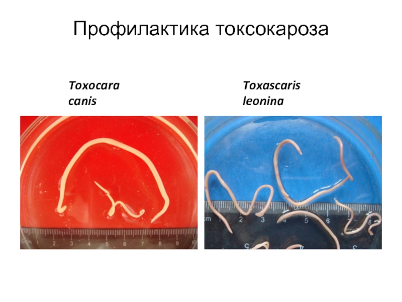 Toxocara canisToxascaris leoninaПрофилактика токсокароза