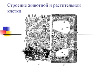 Строение животной и растительной клетки