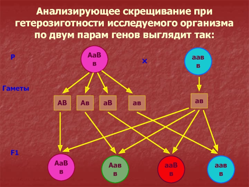 Анализирующее скрещивание неполное доминирование презентация 10 класс