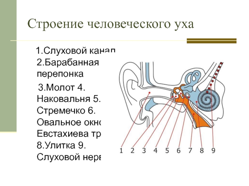 Орган слуха рисунок с обозначениями