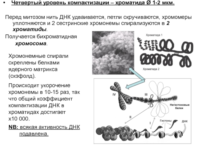 Уровни компактизации хромосом